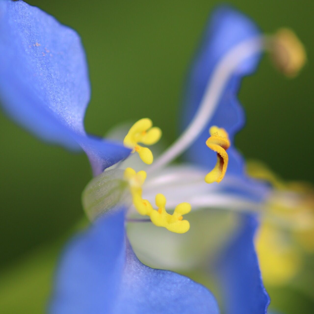 CLOSE-UP OF BLUE FLOWERS