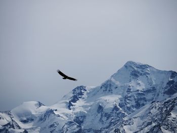 Flying eagle soaring high over snowcapped mountains