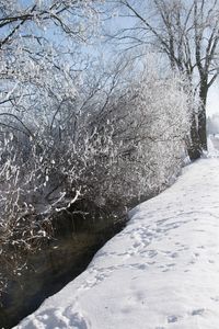 Frozen water on bare tree