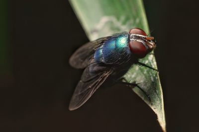 Close-up of insect on leaf