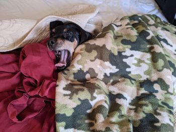 High angle view of dog sleeping on bed