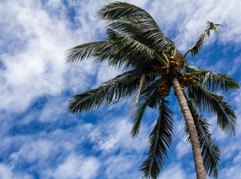 Low angle view of coconut palm tree against sky