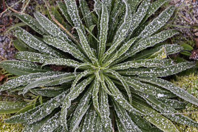 Full frame shot of water drops on plant