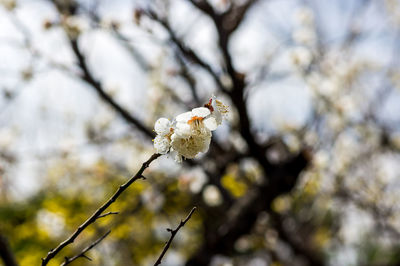 Close-up of cherry blossoms on branch