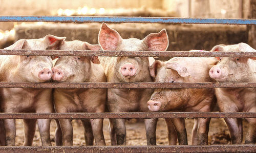 Close-up of pigs in cage