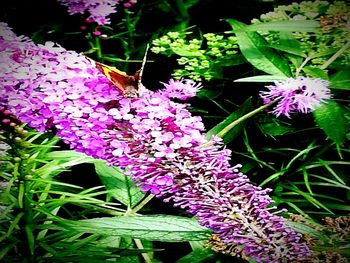 Close-up of butterfly on purple flowers