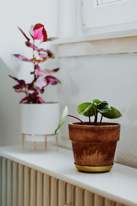 Clay terracotta pot with green plant on white shelf