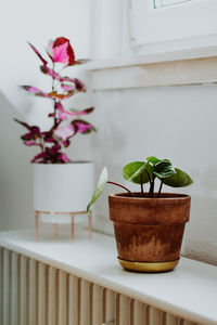 Close-up of potted plant on table at home