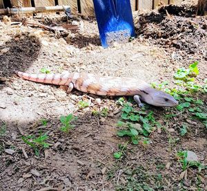 High angle view of lizard