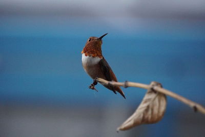 Bird perching on twig against sky