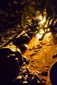 View of leaves at night