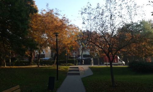 Autumnal trees in park