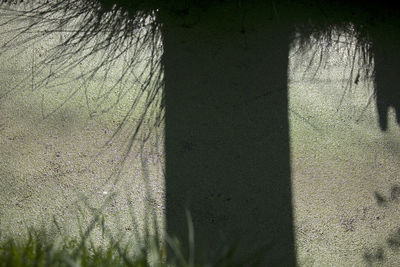 Close-up of shadow on grass