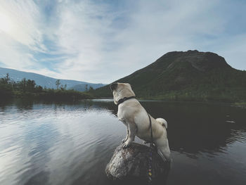 Pug in mountain