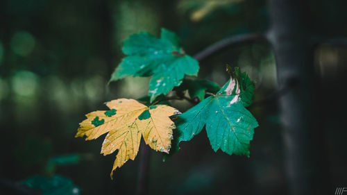 Close-up of leaves on plant during autumn