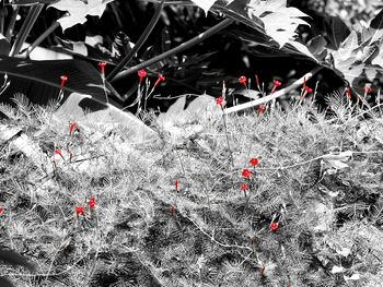 Close-up of plants in winter