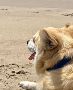 Close-up of a dog on beach