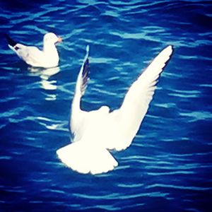 Birds swimming in water