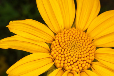 Close-up of yellow flower