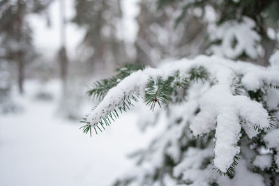 Winter mood ,green pine branch tree covered with snow and ice.