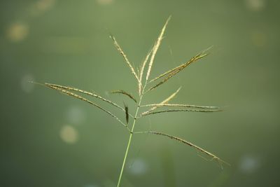 Close-up of plant