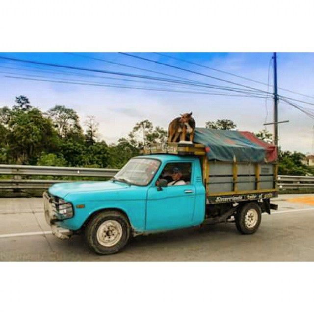 transportation, mode of transport, land vehicle, domestic animals, car, mammal, one animal, animal themes, sky, side view, power line, street, full length, pets, sitting, horse, day, road, outdoors, tree