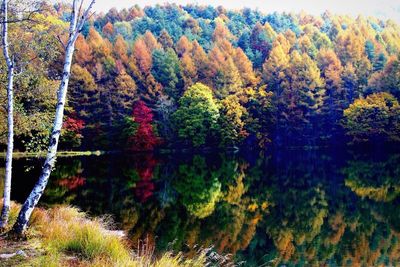 Reflection of trees in water
