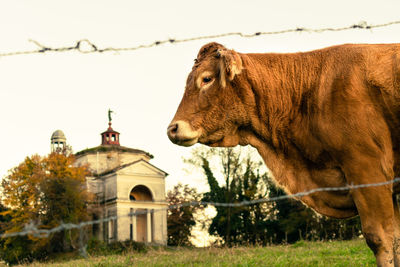 View of a cow profile against an abandoned church