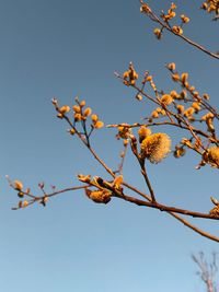 Low angle view of flowering plant against clear sky