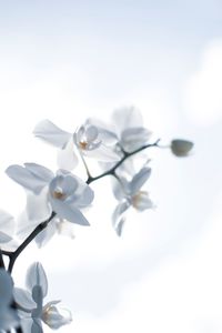 Close-up of white flowering plant against sky