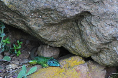 Close-up of lizard on rock
