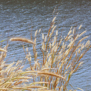 Close-up of reed grass in lake during winter