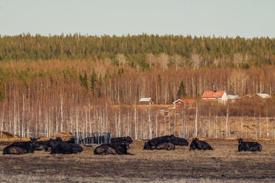 View of sheep on field