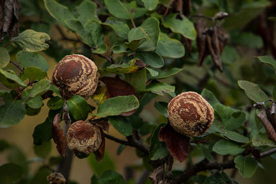 Close-up of fruit growing on tree