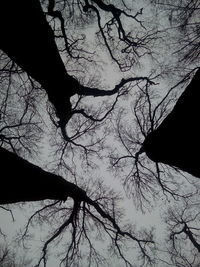 Low angle view of silhouette tree against sky