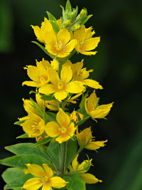 Close-up of yellow flowering plant