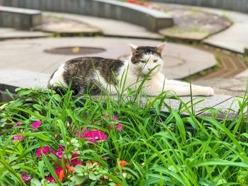 Cat resting on a plant