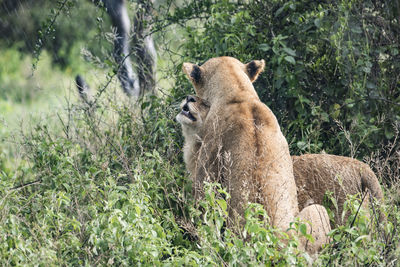 Lion in a forest