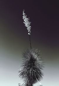 Low angle view of trees