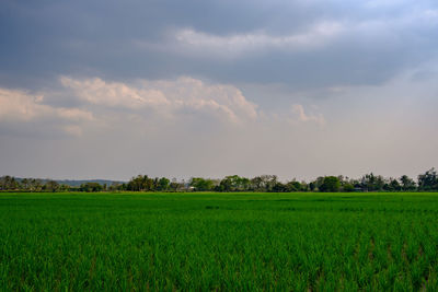 Scenic view of field against sky