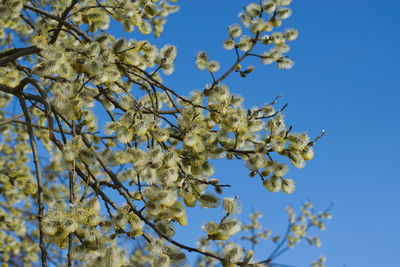 Low angle view of flowering tree against blue sky