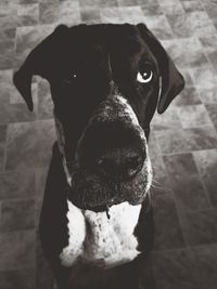 Portrait of dog looking at camera