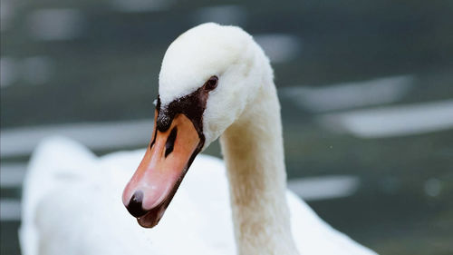 Close-up of swan