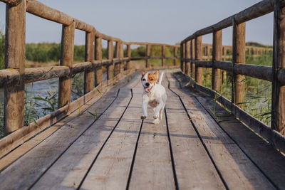 Dog standing on footpath by fence