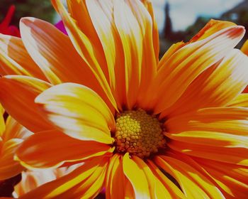 Close-up of yellow flower