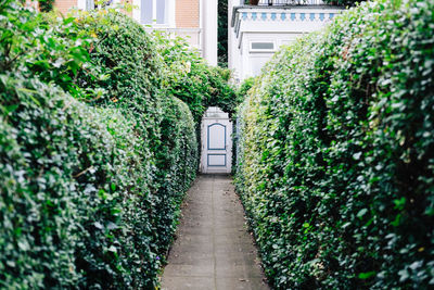 Scenic view of narrow walkway leading to house