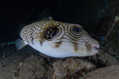 Close-up of fish swimming in sea