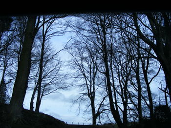 Low angle view of silhouette trees against sky