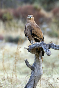 Close-up of eagle perching on wooden post