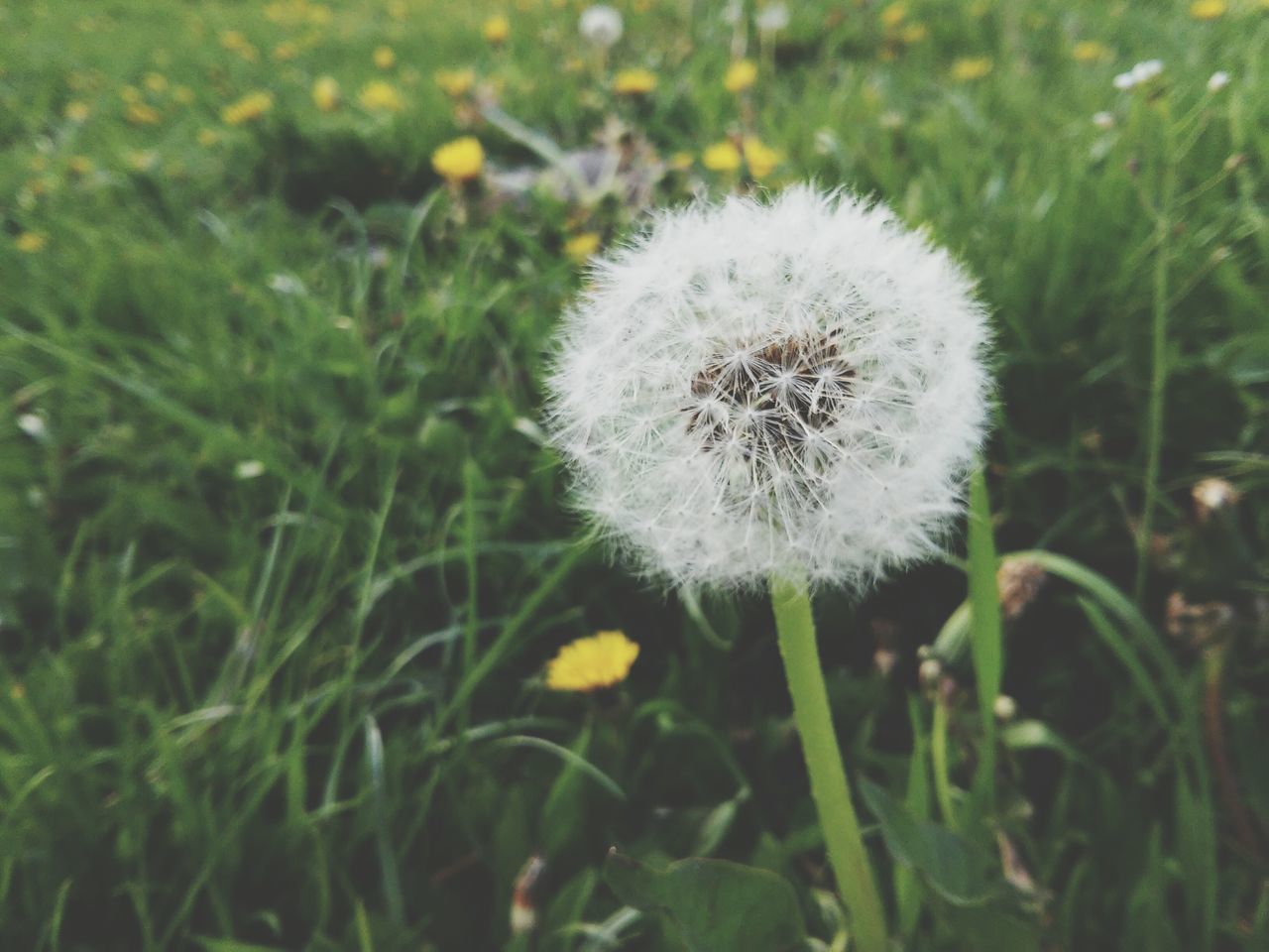 dandelion, flower, growth, fragility, freshness, flower head, beauty in nature, nature, close-up, focus on foreground, white color, single flower, wildflower, uncultivated, softness, field, plant, stem, day, blooming